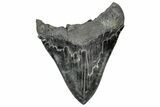 Huge Fossil Megalodon Tooth - South Carolina #328766-2